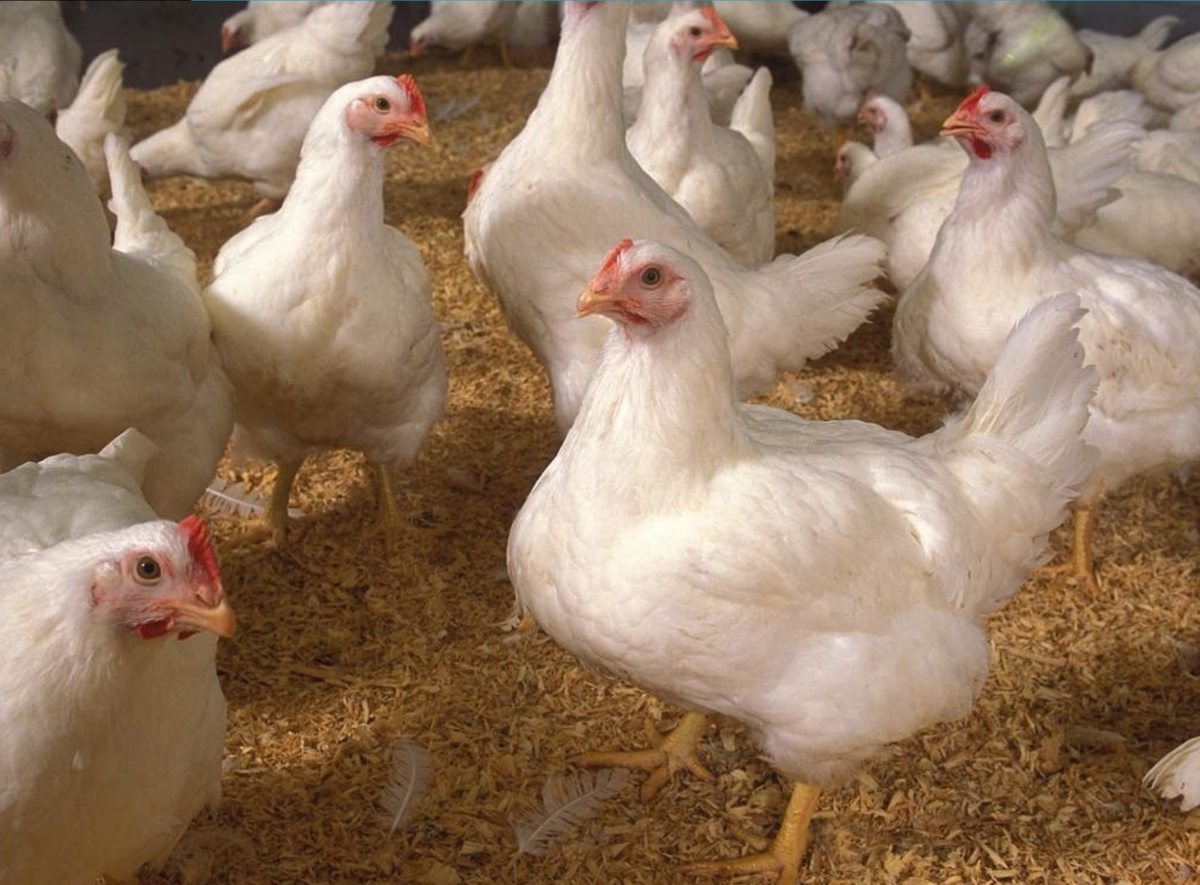 Commercial Broiler Production Tobago Hospitality and Tourism Institute